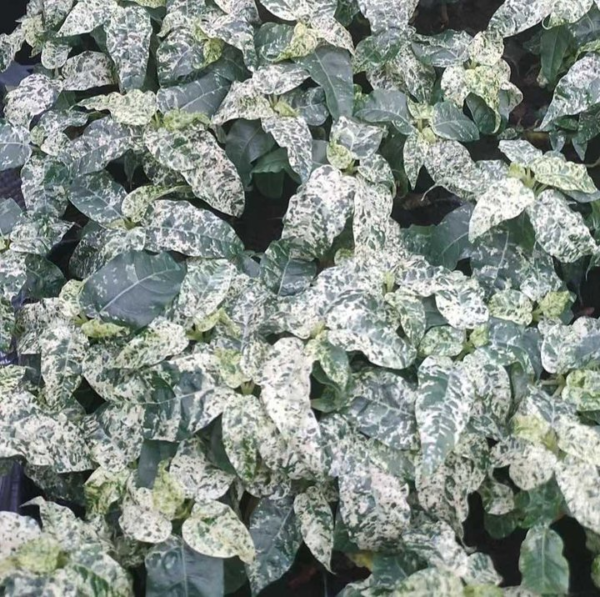 Ficus cotton color - 图片 3