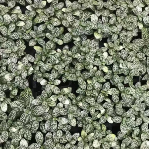 Fittonia White Angel - 图片 3