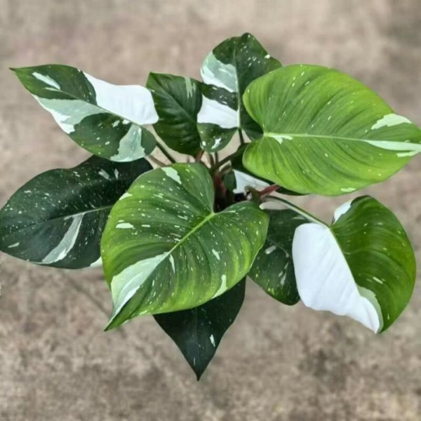 Philodendron White Princess - 图片 4