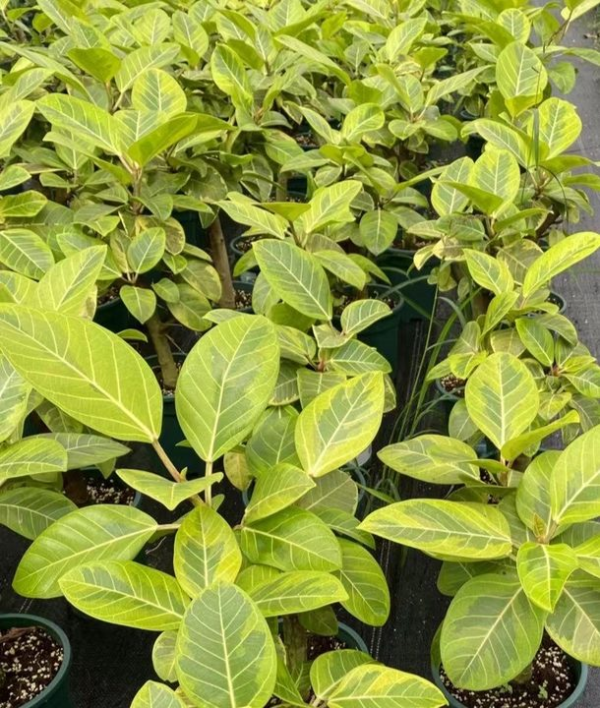 Ficus benhalensis ‘Variegata’ - 图片 2