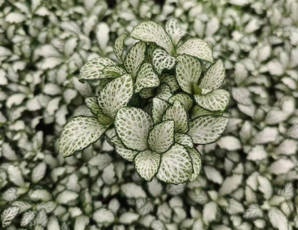 Fittonia Snow White Anne - 图片 2