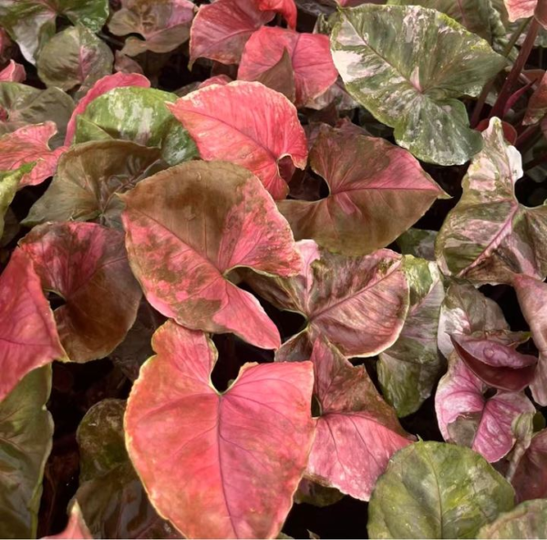 Syngonium strawberry ice