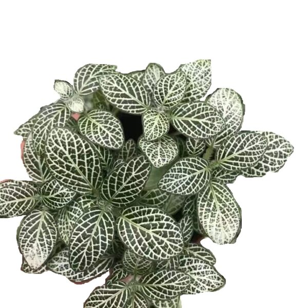 Fittonia White Angel