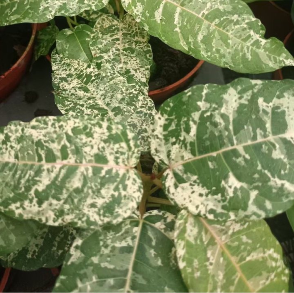 Ficus cotton color