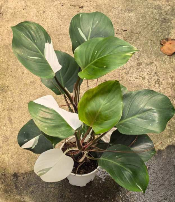 Philodendron White Knight - 图片 4
