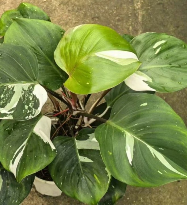 Philodendron White Knight - 图片 3