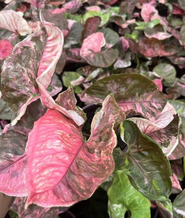 Syngonium strawberry ice - 图片 2