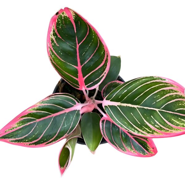 Aglaonema lipstick