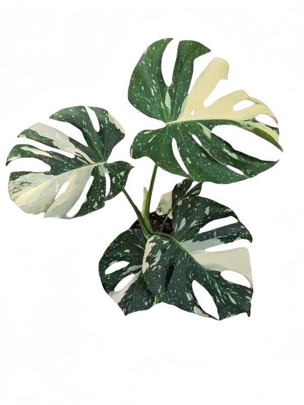 Monstera Thai Constellation - 图片 2