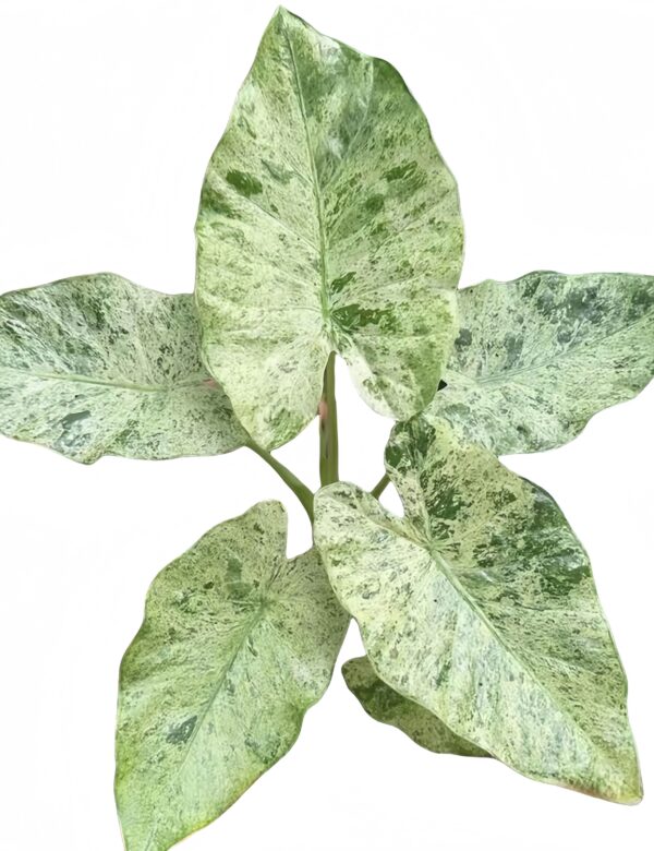 Alocasia Pine dyeing