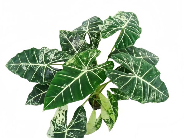 Alocasia Green Swan Brocade - 图片 2