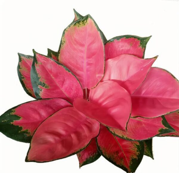 Aglaonema  Latosolic red