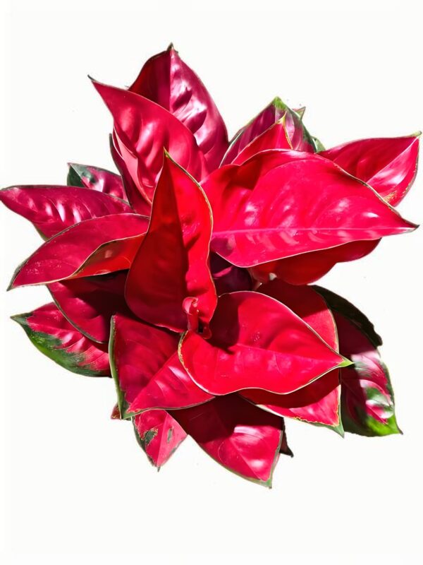Aglaonema Eastern Red