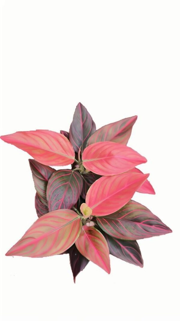 Aglaoema Red Vein - 图片 2