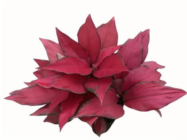 Aglaonema Red Angel