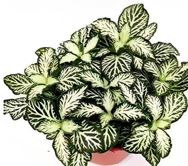 Fittonia White tiger skin