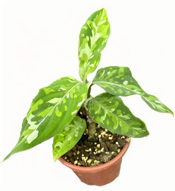 Aglaonema Pictum Tricolor - 图片 2