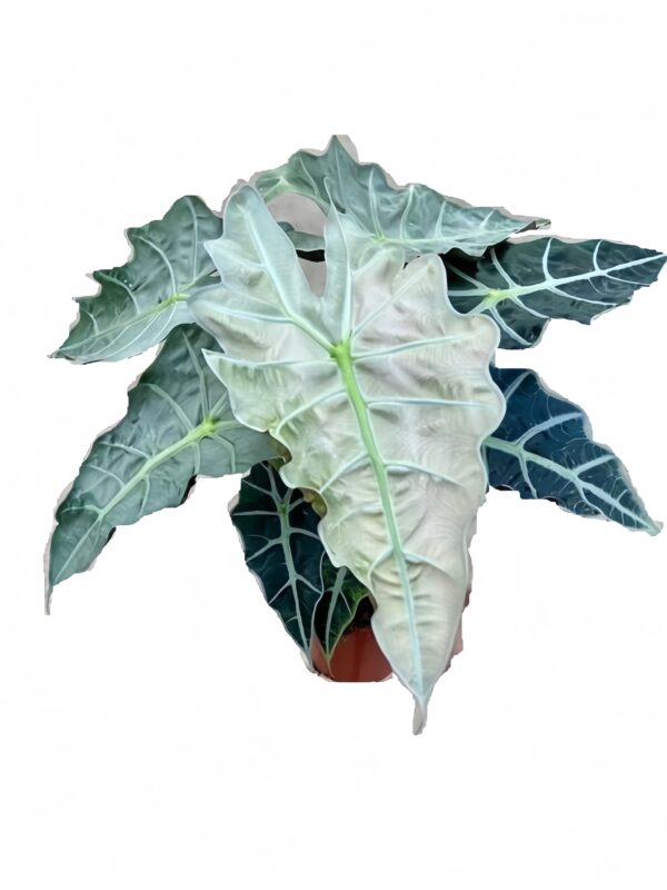 Alocasia X amazonica‘Polly’ Variegated - 图片 2