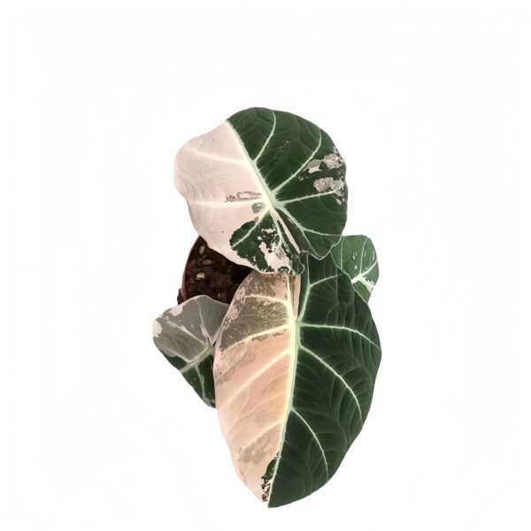 Alocasia‘Black Velvet’ Variegated