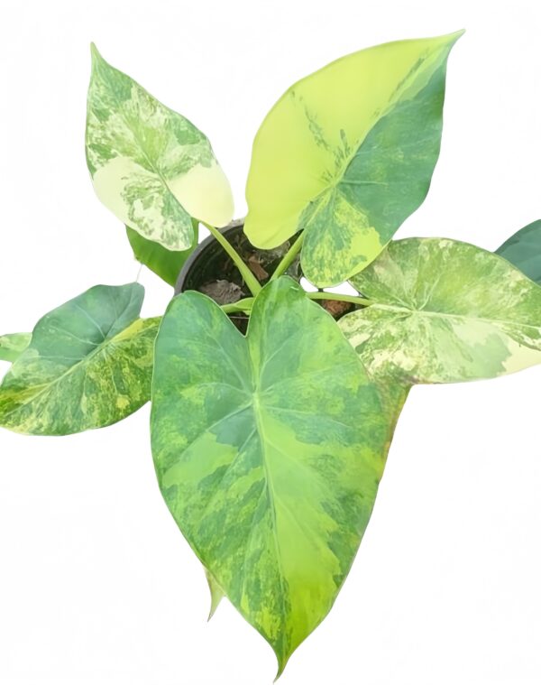 Alocasia Gageana Aurea Var - 图片 3