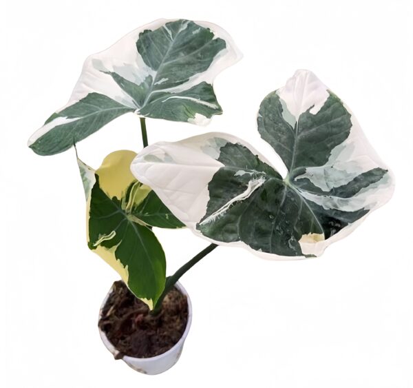 Xanthosoma sagittifoliumVariegatumMonstrosum
