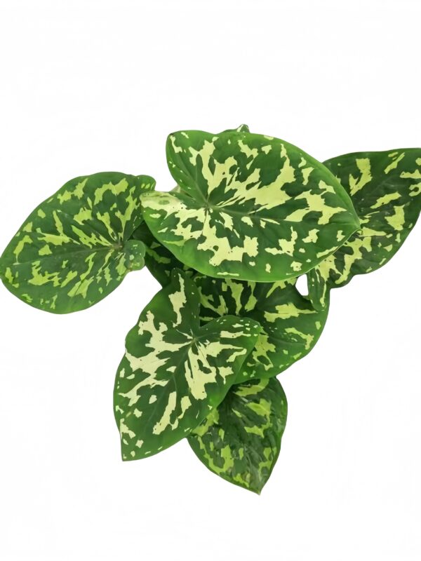 Caladium Hilo Beauty