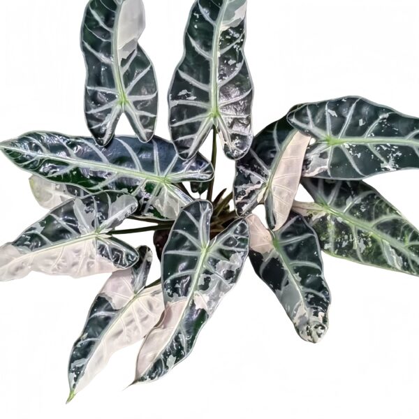 Alocasia Bambino Arrow Variegated