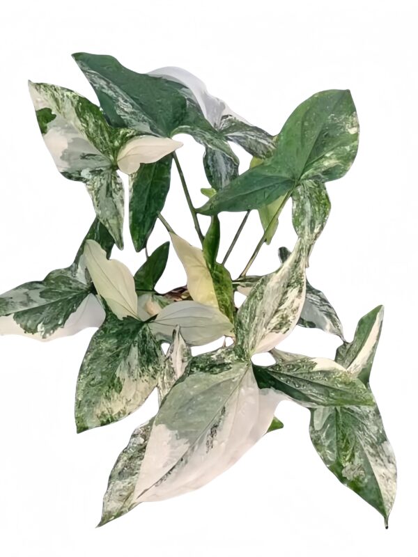 Syngonium podophyllum albo var