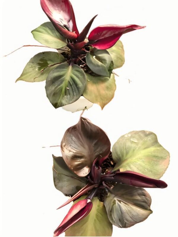 Philodendron red hreat