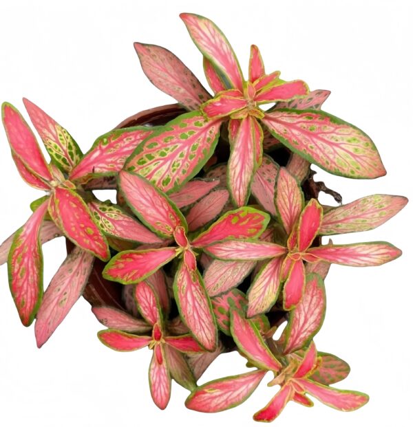 Fittonia Alice