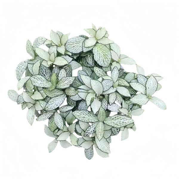 Fittonia Snow Anne - 图片 3