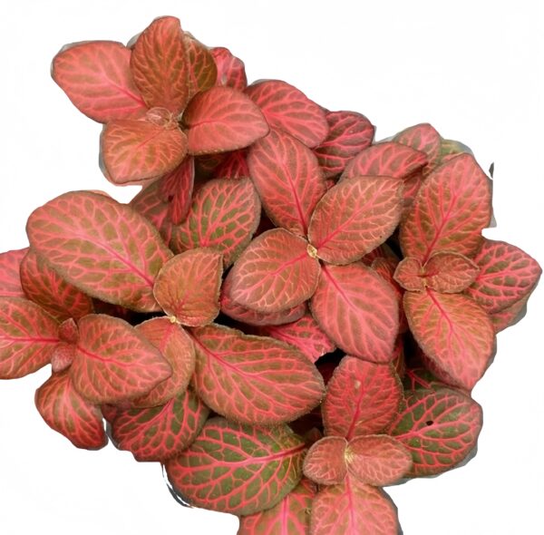Fittonia Red Flame - 图片 2