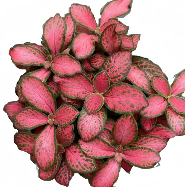 Fittonia forest