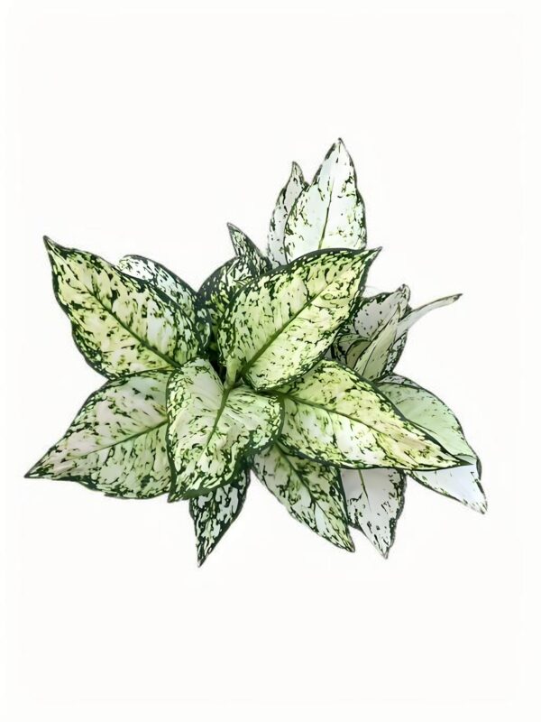 Aglaonema Eileen