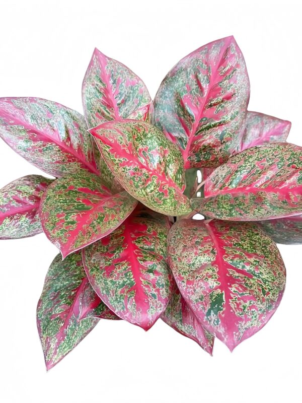 Aglaonema YAN HUO - 图片 2