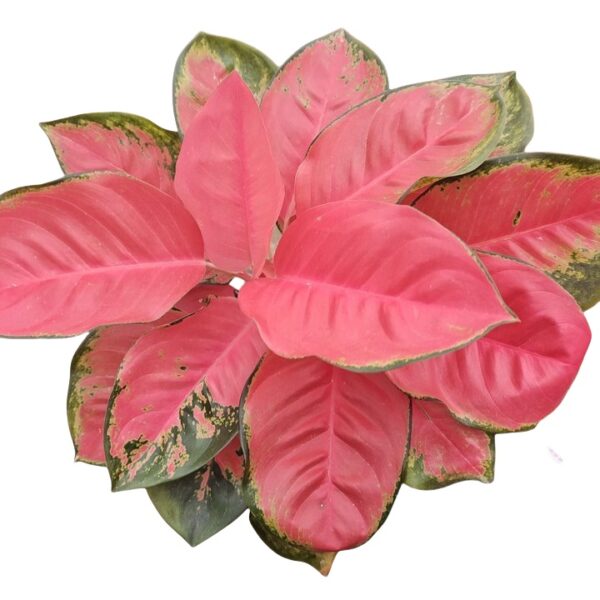 Aglaonema China Red - 图片 3