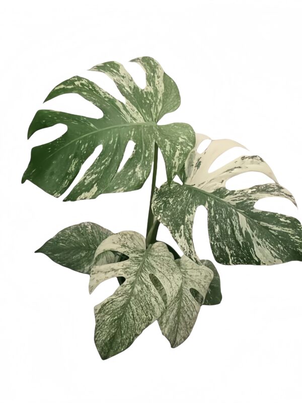 Monstera White monster - 图片 2