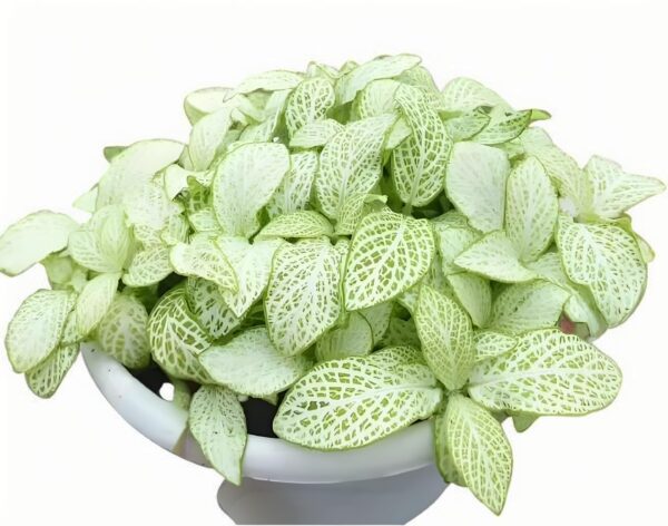 Fittonia White Lover