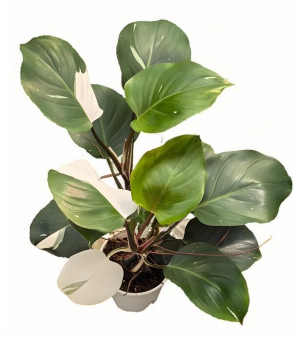 Philodendron White Knight - 图片 2