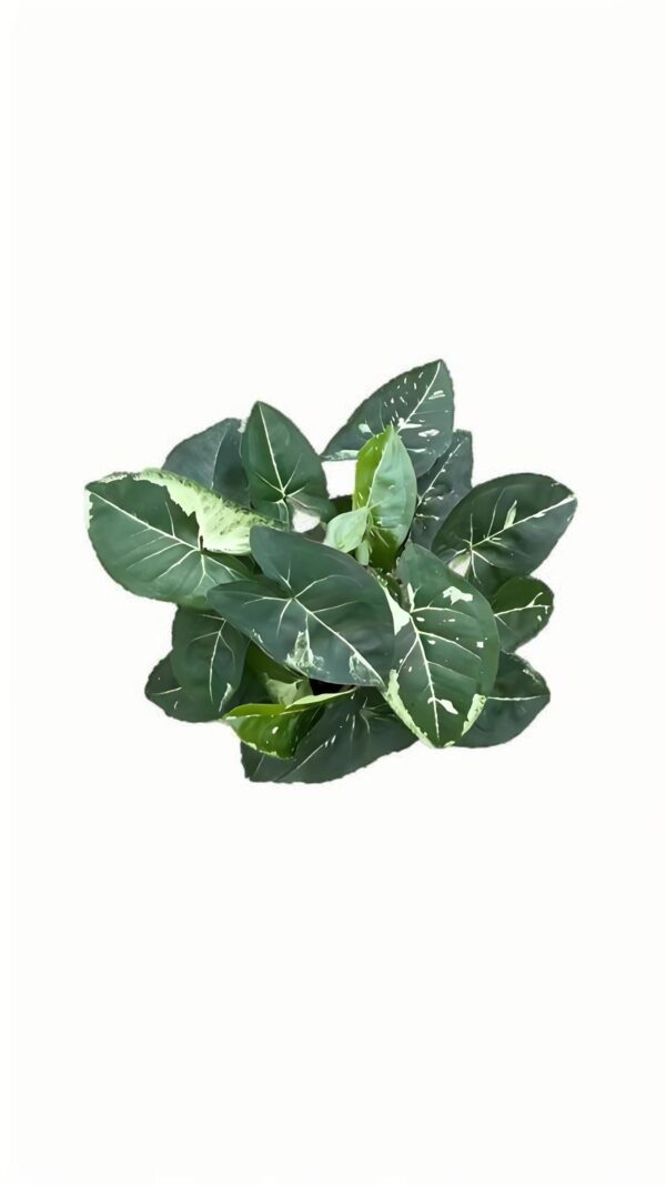Syngonium Panda