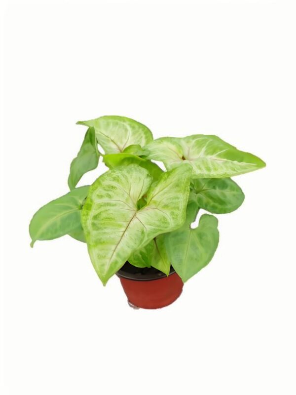 Syngonium Golden Boy