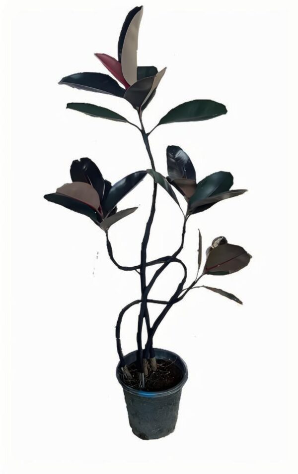 Ficus Black Kong