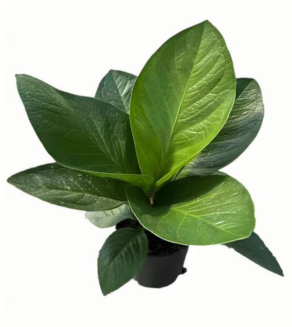 anthurium jenmanii - 图片 2