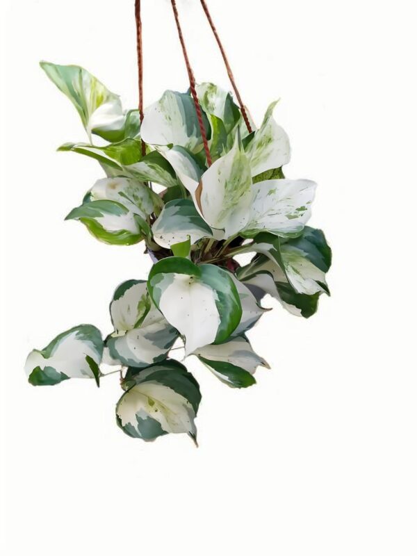 Happy leaves - 图片 3