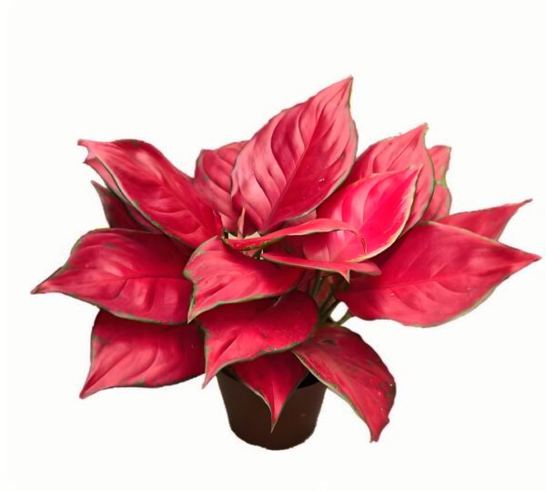 Aglaonema Rich Red