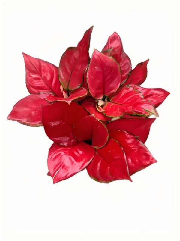 Aglaonema  Red Ruyi