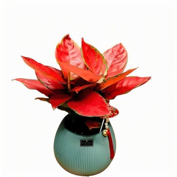 Aglaonema beauty - 图片 2