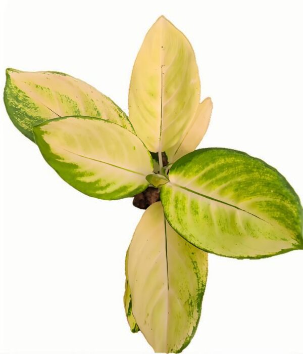Aglaonema Gold
