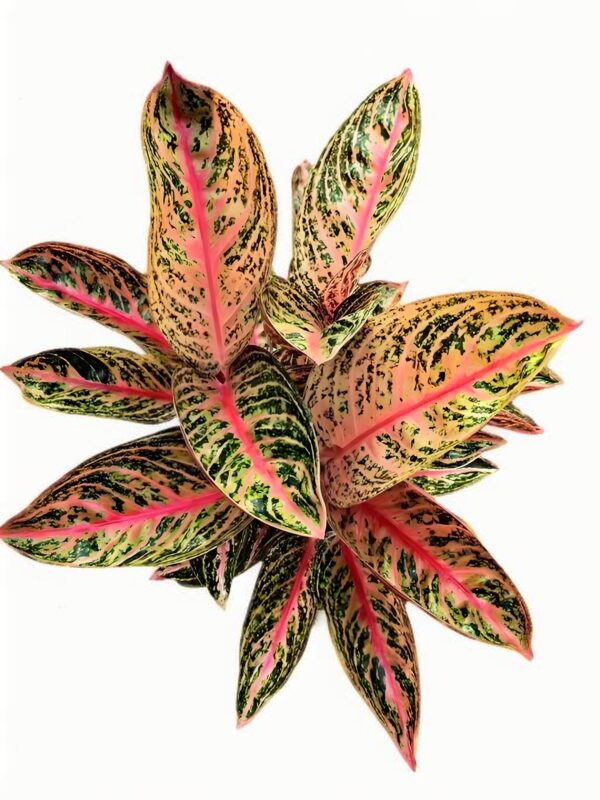 Aglaonema Gold Powder - 图片 3