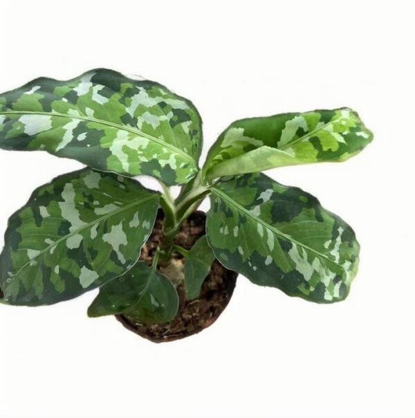 Aglaonema Pictum Tricolor